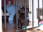 Chie in Jail