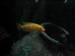 Electric Yellow Cichlid