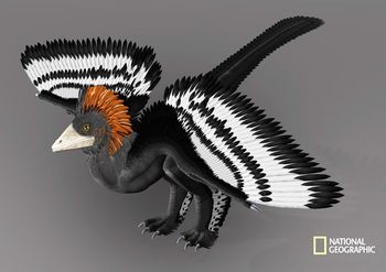 Anchiornis huxleyi