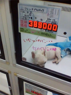 A Puppy for Sale in Osaka